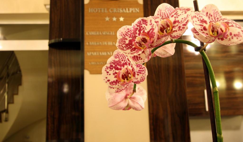 Hotel Crisalpin بويانا براسوف المظهر الخارجي الصورة